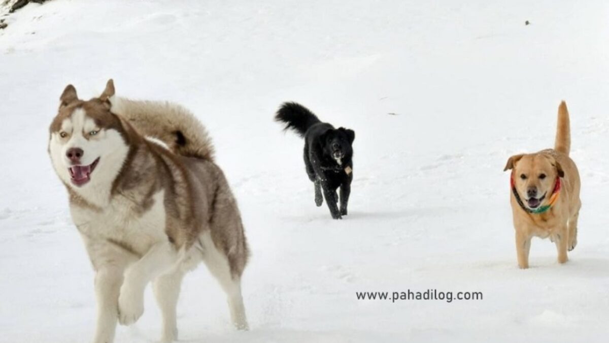 the himalayan husky