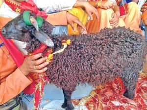 The Kans four-horned ram