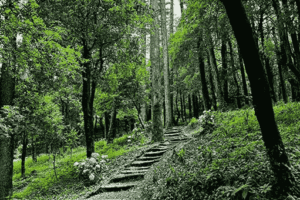 Dhanaulti with trees and mountain views.