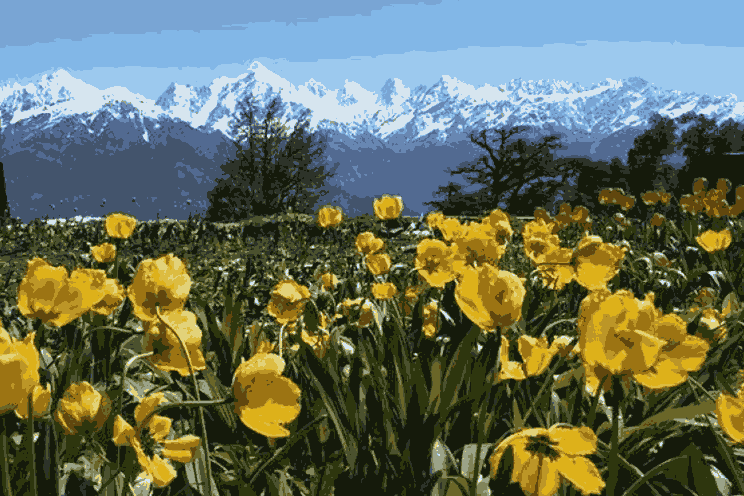 Munsiyari tulip garden scenic view with Himalayan landscape