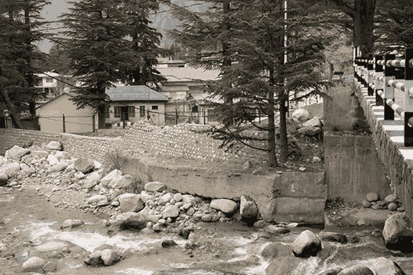 Pine and deodar trees in Harsil Valley Uttarakhand