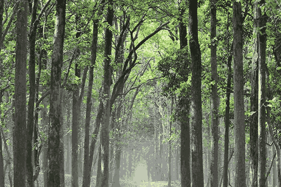 Jim Corbett National Park jungle safari